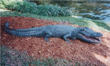 American Aligator  "Jaws"