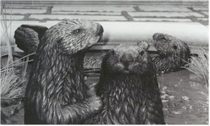Sea Otters